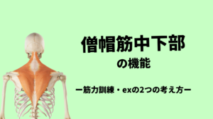 僧帽筋中部/下部の機能-運動療法の考え方-