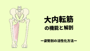 大内転筋の機能解剖-カンタンにできる運動療法-