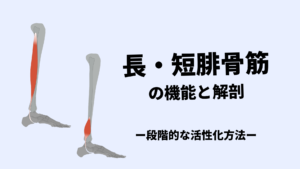 長・短腓骨筋の機能と解剖-段階的なエクササイズ-