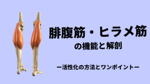腓腹筋の活性化方法〜ワンポイントアドバイス〜
