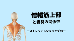 僧帽筋上部と姿勢の関係