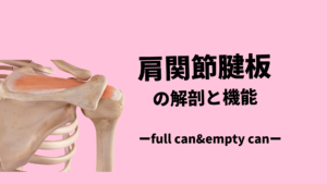 肩関節腱板の知識と棘上筋ex