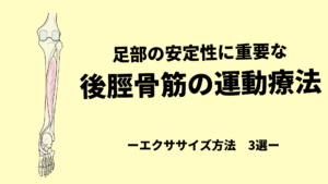 足部の安定に欠かせない後脛骨筋