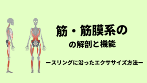 筋膜の知識と筋膜を意識したエクササイズ