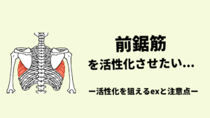 前鋸筋の基礎基本