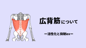 広背筋の機能解剖とエクササイズ
