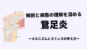鵞足炎のメカニズムとストレスの考え方