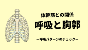 呼吸と胸郭-体幹筋との関係と呼吸パターン-