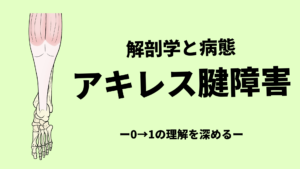 アキレス腱障害の基本的な知識（0→1の理解）