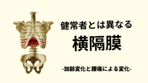腰痛患者の横隔膜と加齢に伴う変化