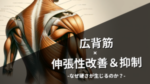 【広背筋の影響力】なぜ広背筋の硬さが生じるのか？