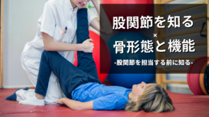 股関節の骨形態と関節安定化