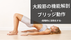 大殿筋の機能解剖とブリッジ動作