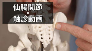 仙腸関節の触診動画