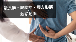 脊柱起立筋の触診動画