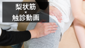 梨状筋の触診動画