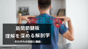 肩関節の安定と運動を司る「腱板」の解剖学