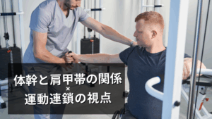 体幹と肩甲帯の関係