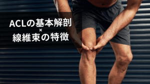 ACLの基本的な解剖
