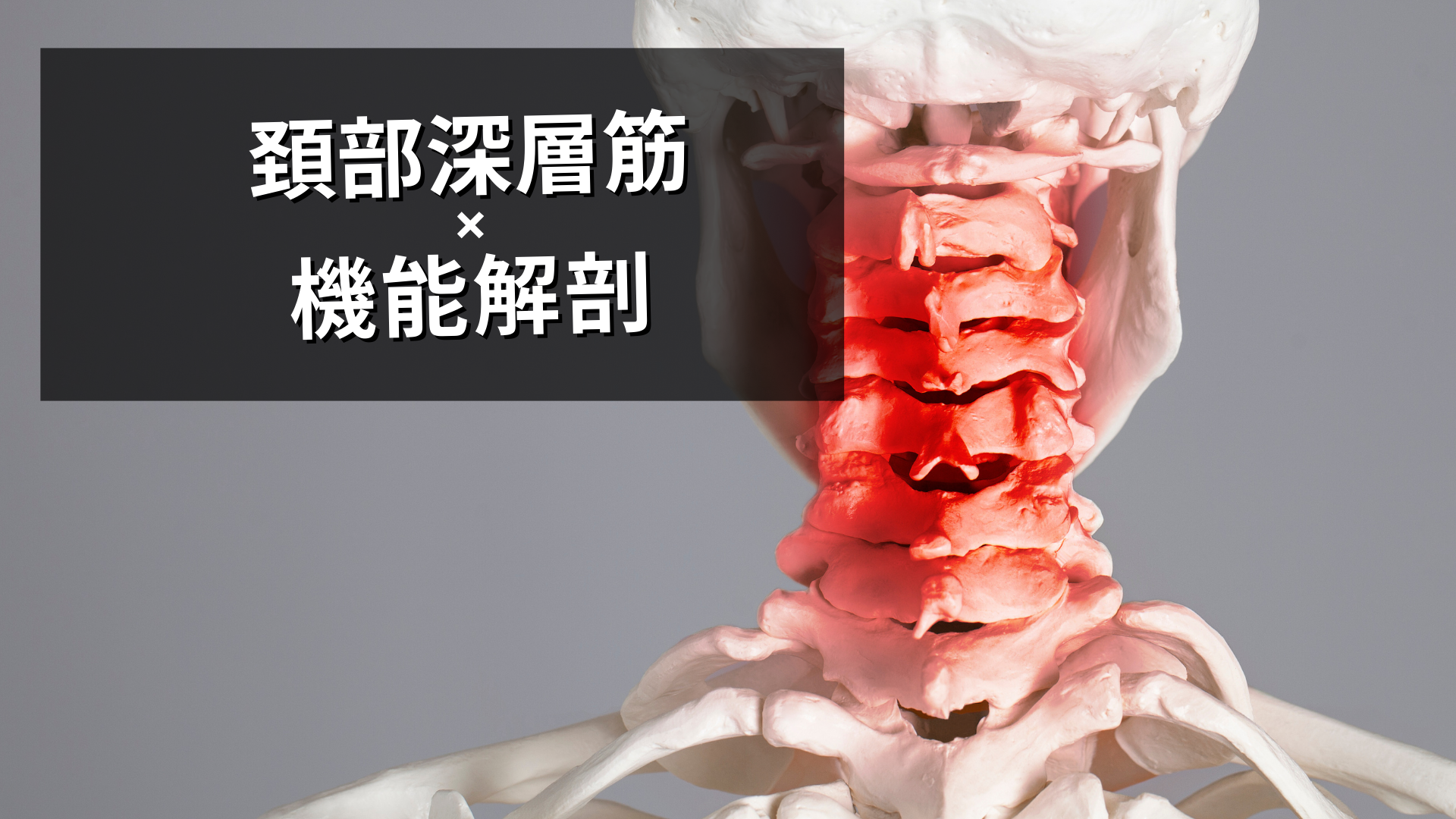 頚部深層筋の機能解剖