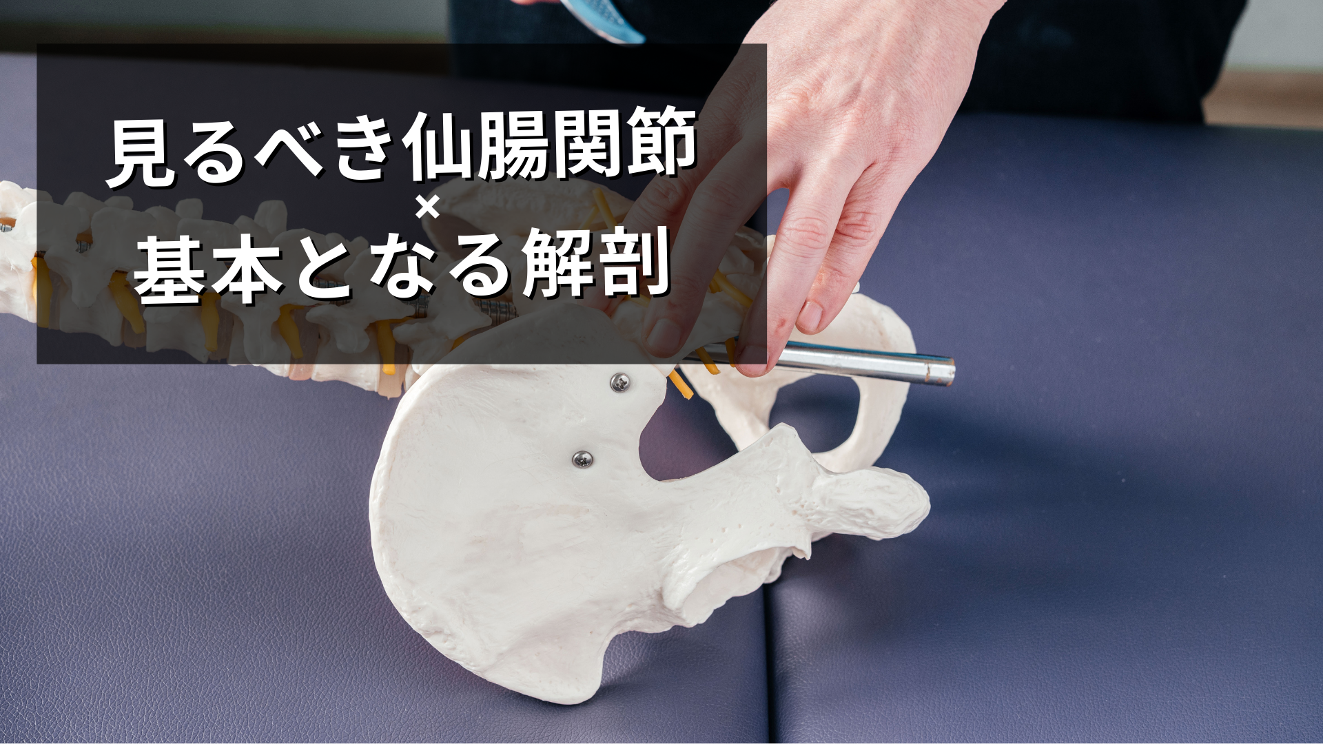 仙腸関節の基本